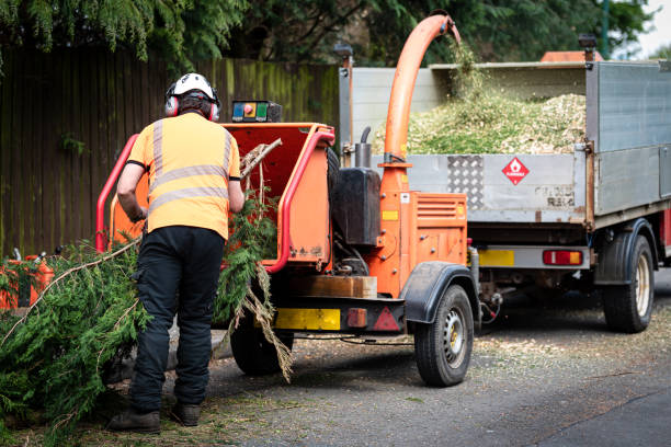 Best Tree Trimming Near Me  in Ridgway, PA